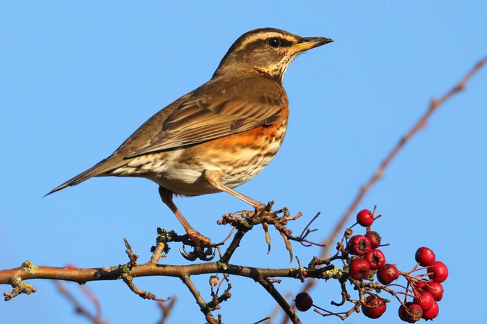 Redwing