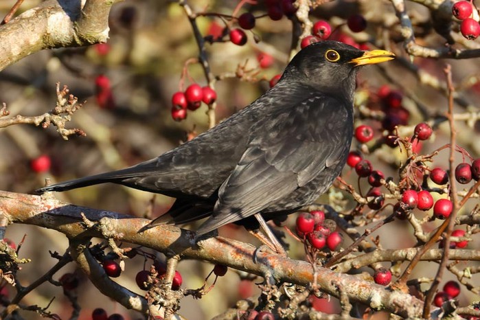 Blackbird