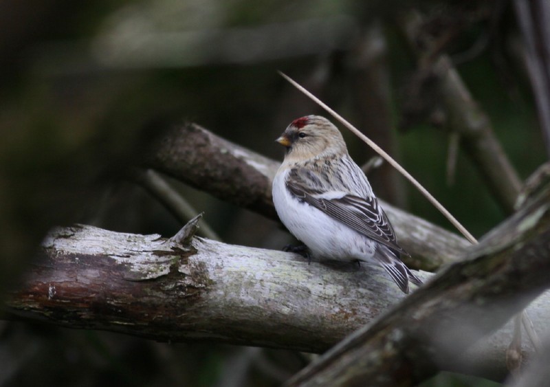 Hornemann's Arctic Redpoll