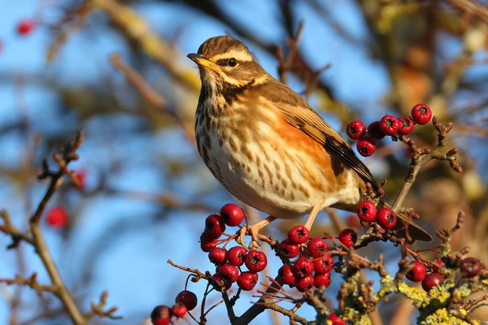 Redwing