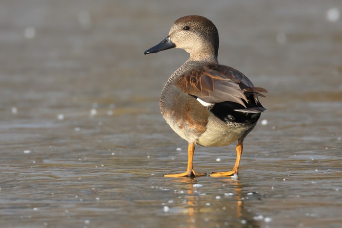 Gadwall