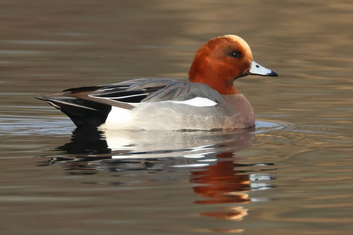 Wigeon