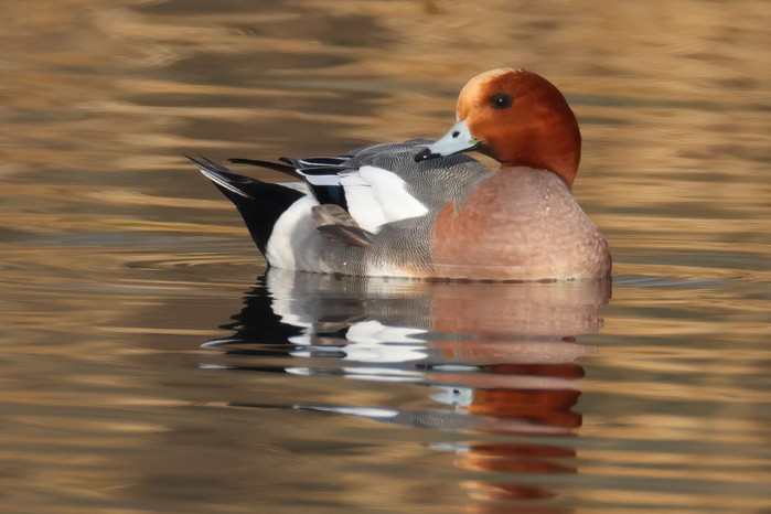 Wigeon