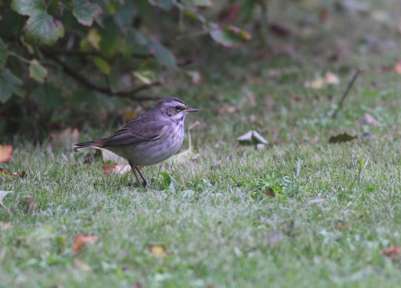 Bluethroat