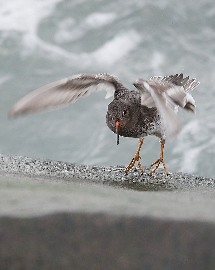 Purple Sandpiper