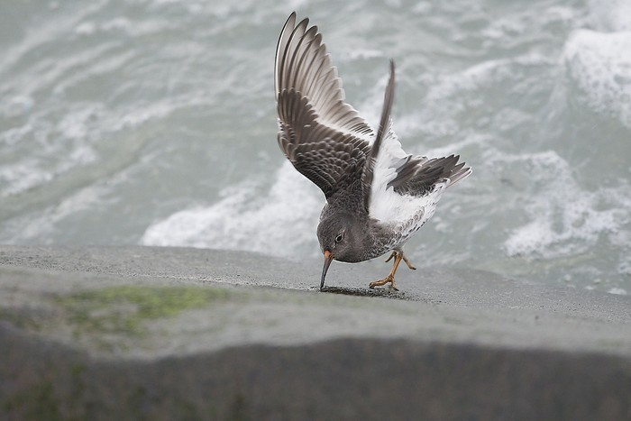 Purple Sandpiper