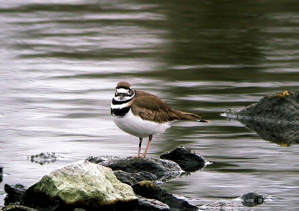 Killdeer