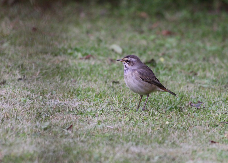 Bluethroat