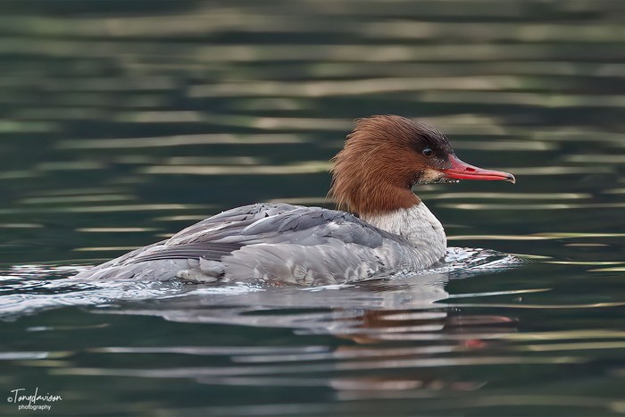 Goosander