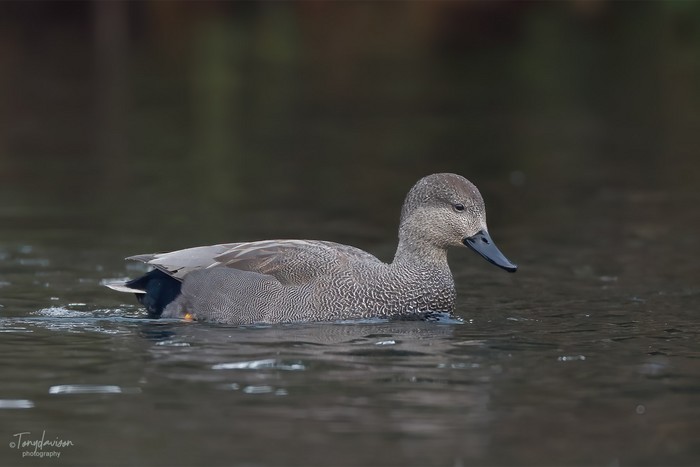 Gadwall