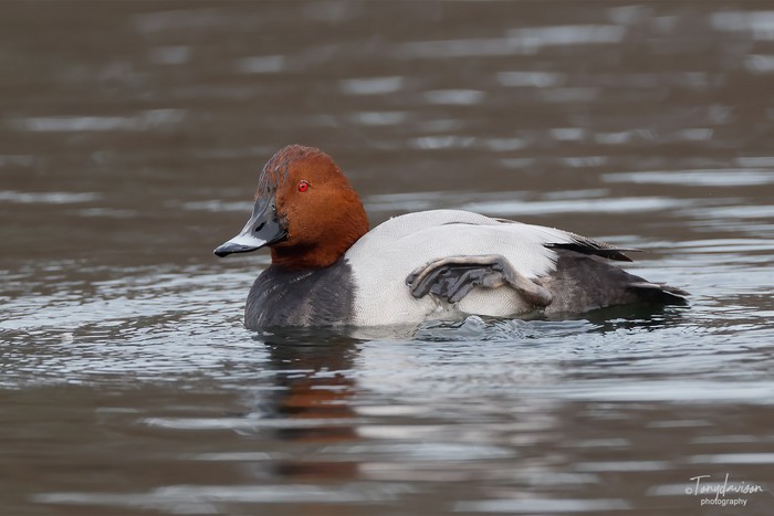 Pochard