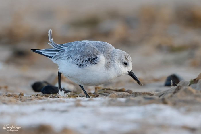 Sanderling