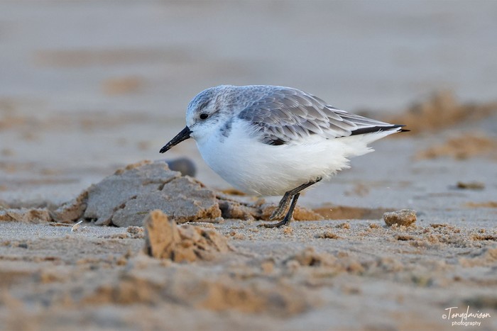 Sanderling