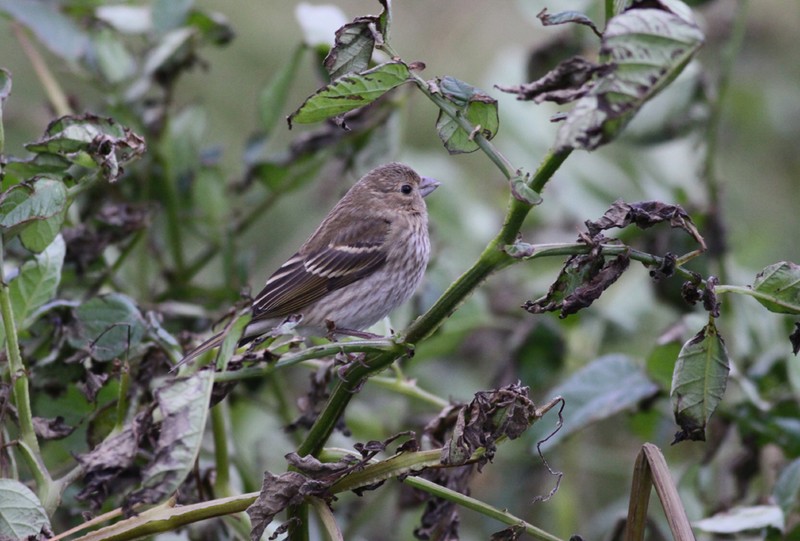 Common Rosefinch