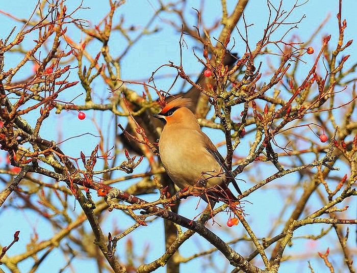 Waxwing