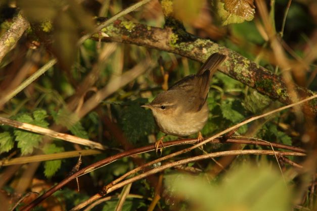Dusky Warbler