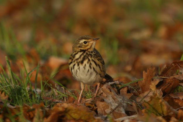 Olive-backed Pipit