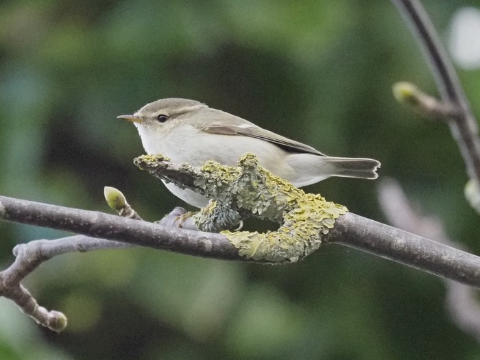 Hume's Warbler