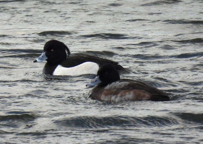 Lesser Scaup