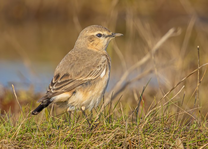 Isabelline Wheatear