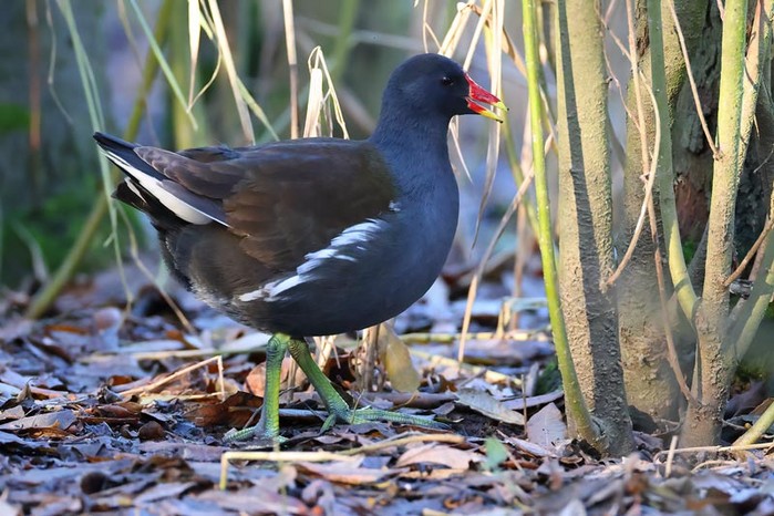 Moorhen