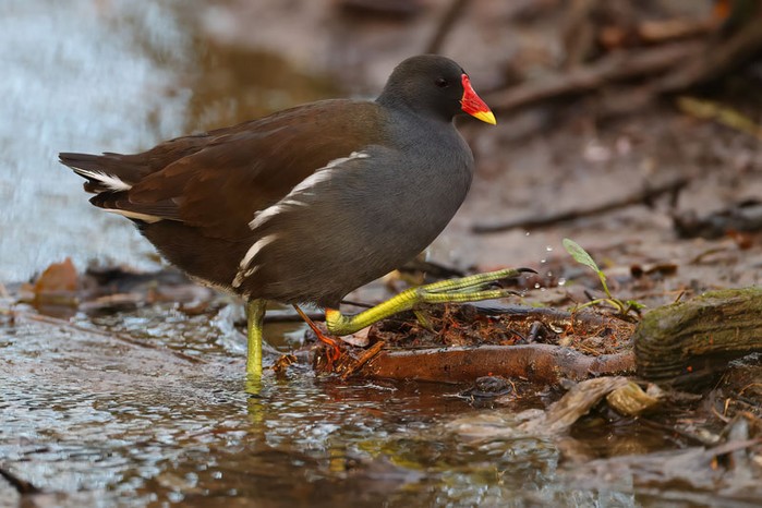 Moorhen
