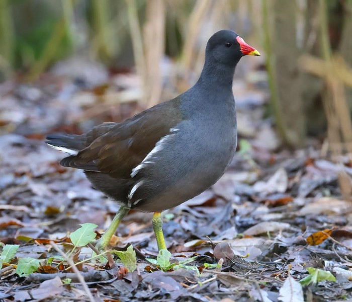 Moorhen