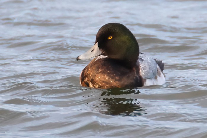 Scaup