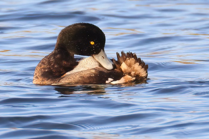 Scaup