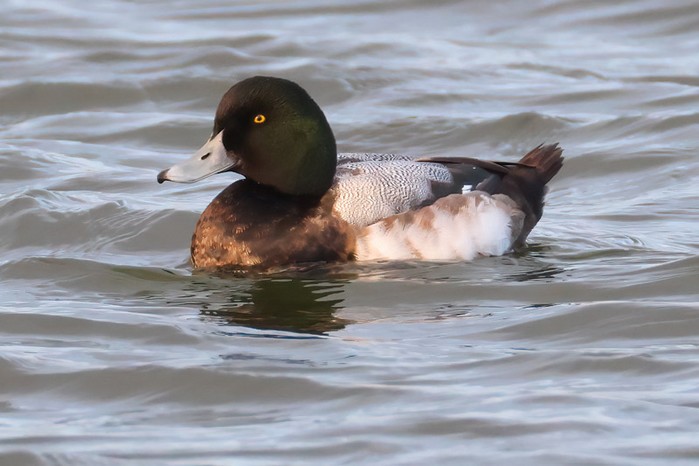 Scaup