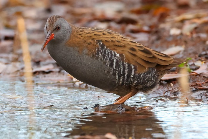 Water Rail