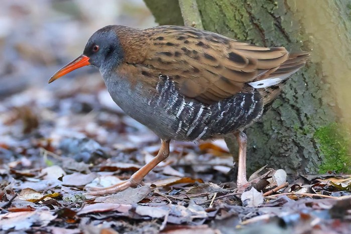 Water Rail