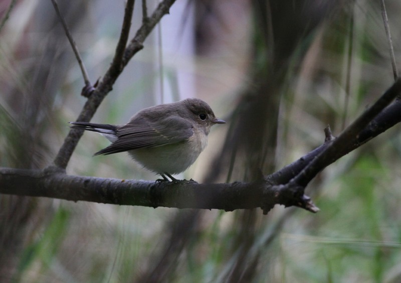 Red-breasted Flycatcher