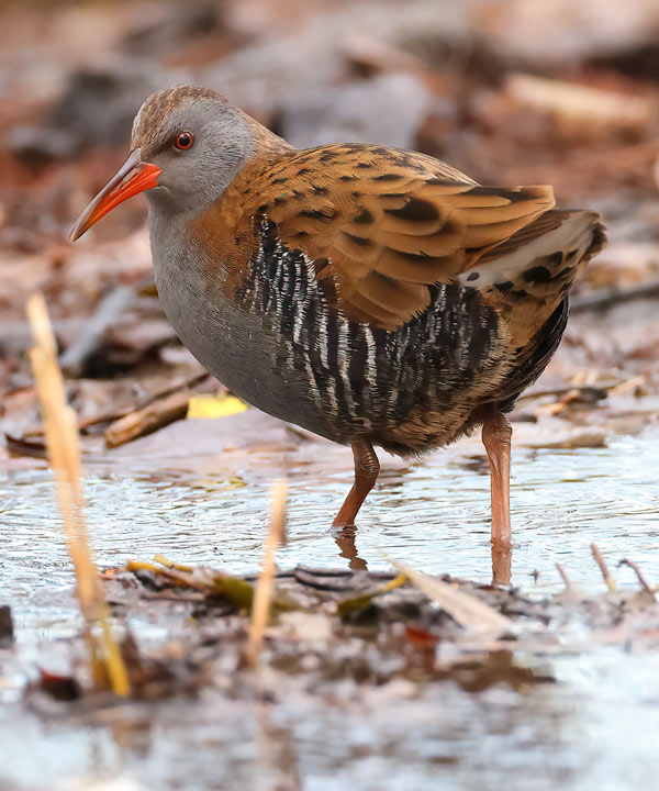 Water Rail