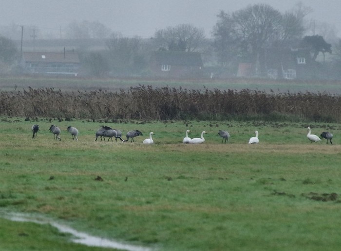 Bewick's Swan