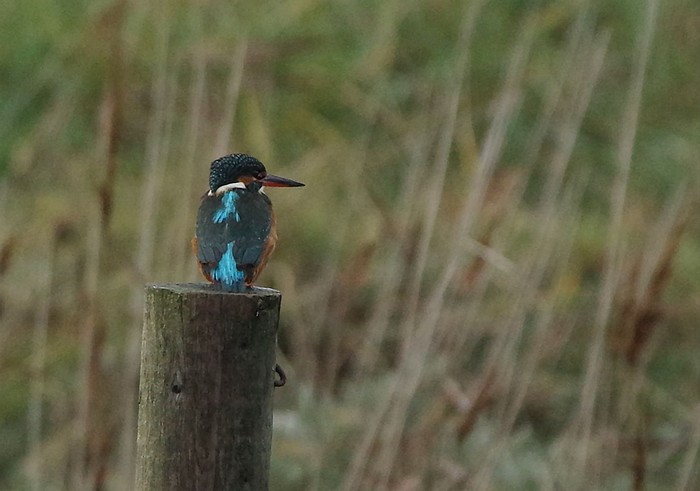 Kingfisher