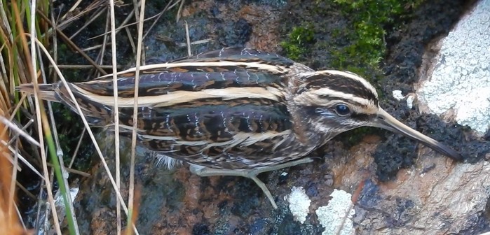 Jack Snipe