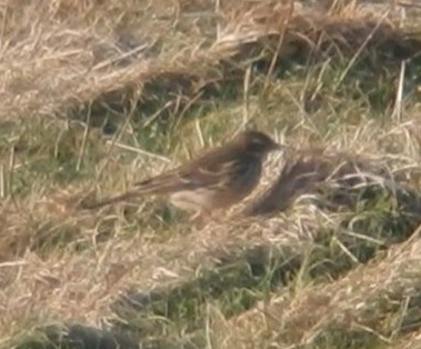Water Pipit