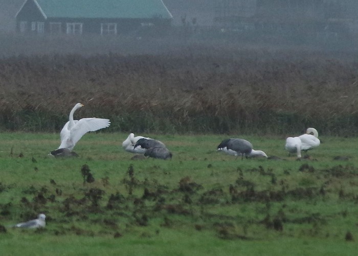 Whooper Swan