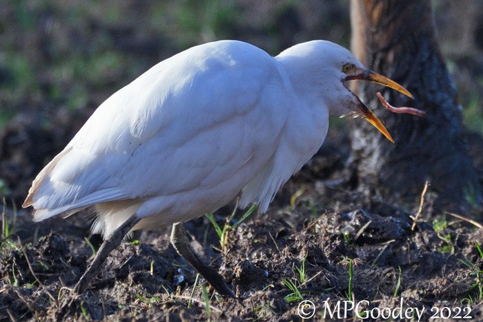 Cattle Egret