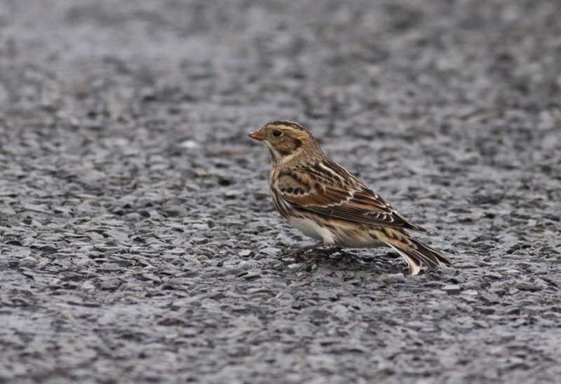 Lapland Bunting