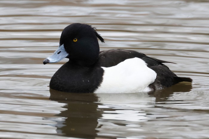 Tufted Duck