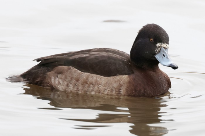 Tufted Duck