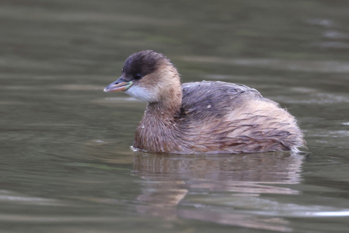 Little Grebe