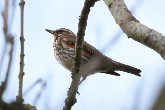 Redwing