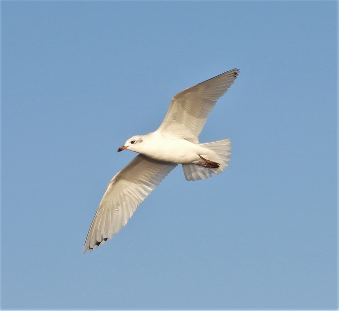 Mediterranean Gull