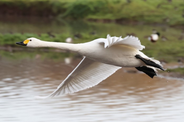 Bewick's Swan