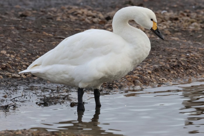 Bewick's Swan