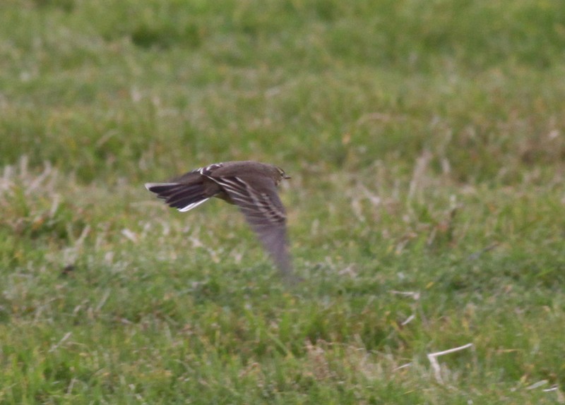 American Buff-bellied Pipit