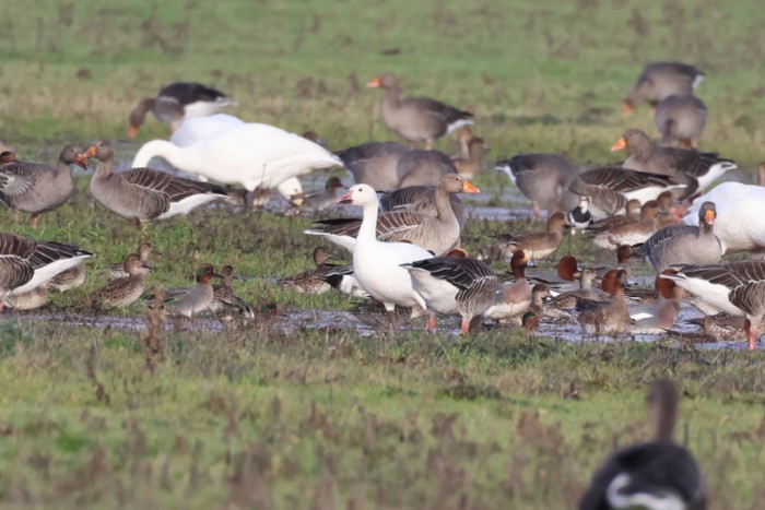 Snow Goose